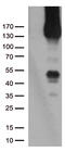 CD31 antibody, TA504762, Origene, Western Blot image 