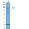 SUZ12 Polycomb Repressive Complex 2 Subunit antibody, MAB4184, R&D Systems, Immunoprecipitation image 