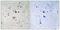Presenilin 1 antibody, PA5-39806, Invitrogen Antibodies, Immunohistochemistry frozen image 