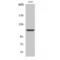 Isoleucyl-TRNA Synthetase 2, Mitochondrial antibody, LS-C384042, Lifespan Biosciences, Western Blot image 