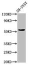 Myeloid Zinc Finger 1 antibody, LS-C671393, Lifespan Biosciences, Western Blot image 
