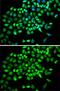 Cullin 2 antibody, GTX33127, GeneTex, Immunofluorescence image 