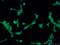 Coiled-Coil Domain Containing 88C antibody, 25769-1-AP, Proteintech Group, Immunofluorescence image 