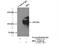 BBX High Mobility Group Box Domain Containing antibody, 17254-1-AP, Proteintech Group, Immunoprecipitation image 