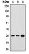 Folate Receptor Gamma antibody, orb213944, Biorbyt, Western Blot image 