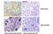 Progestagen Associated Endometrial Protein antibody, MA5-24693, Invitrogen Antibodies, Immunohistochemistry paraffin image 