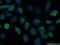 Sulfatase Modifying Factor 2 antibody, 11210-1-AP, Proteintech Group, Immunofluorescence image 