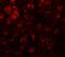 RAB Guanine Nucleotide Exchange Factor 1 antibody, A03937, Boster Biological Technology, Immunofluorescence image 