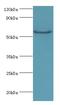 Cleavage Stimulation Factor Subunit 2 antibody, LS-C377244, Lifespan Biosciences, Western Blot image 