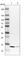 Trafficking Protein Particle Complex 2 Like antibody, HPA041714, Atlas Antibodies, Western Blot image 