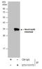 Elastase, Neutrophil Expressed antibody, GTX113175, GeneTex, Immunoprecipitation image 