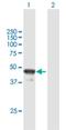 Basic Leucine Zipper Nuclear Factor 1 antibody, H00008548-B01P, Novus Biologicals, Western Blot image 