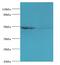 Solute Carrier Family 2 Member 4 antibody, MBS7002120, MyBioSource, Western Blot image 