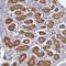 AHSA1 antibody, PA5-51480, Invitrogen Antibodies, Immunohistochemistry frozen image 