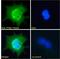 Intraflagellar Transport 88 antibody, LS-C54998, Lifespan Biosciences, Immunofluorescence image 