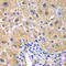Caspase Recruitment Domain Family Member 11 antibody, LS-C346250, Lifespan Biosciences, Immunohistochemistry frozen image 
