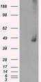 Mitogen-Activated Protein Kinase Kinase 1 antibody, LS-C114767, Lifespan Biosciences, Western Blot image 
