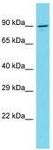 Vertebrae Development Associated antibody, TA330671, Origene, Western Blot image 