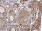 Synaptotagmin Like 4 antibody, PA5-35992, Invitrogen Antibodies, Immunohistochemistry frozen image 