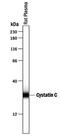 Cystatin C antibody, PA5-46963, Invitrogen Antibodies, Western Blot image 