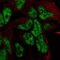 Transcription Factor 15 antibody, PA5-66313, Invitrogen Antibodies, Immunofluorescence image 