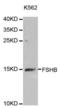 Follicle Stimulating Hormone Subunit Beta antibody, abx004062, Abbexa, Western Blot image 