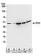 Isocitrate dehydrogenase [NADP], mitochondrial antibody, A304-096A, Bethyl Labs, Western Blot image 