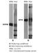 Respiratory Syncytial Virus Glycoprotein F antibody, NBP2-50412, Novus Biologicals, Western Blot image 