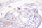 G Protein-Coupled Receptor Kinase 2 antibody, LS-C176319, Lifespan Biosciences, Immunohistochemistry frozen image 