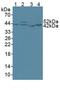 Citrate Synthase antibody, LS-C686170, Lifespan Biosciences, Western Blot image 