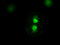 SEK1 antibody, TA500411, Origene, Immunofluorescence image 