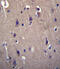 CART Prepropeptide antibody, abx026895, Abbexa, Immunohistochemistry frozen image 