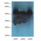 Keratin 10 antibody, MBS7000163, MyBioSource, Western Blot image 