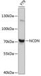 Neurochondrin antibody, 23-753, ProSci, Western Blot image 