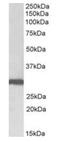 Stomatin antibody, orb97643, Biorbyt, Western Blot image 