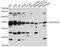 CDK5 Regulatory Subunit Associated Protein 3 antibody, A5000, ABclonal Technology, Western Blot image 
