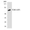 Torsin 1A Interacting Protein 1 antibody, LS-C292190, Lifespan Biosciences, Western Blot image 