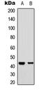 Sphingosine-1-Phosphate Receptor 1 antibody, LS-C368514, Lifespan Biosciences, Western Blot image 
