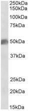 SRY-Box 10 antibody, AP32967PU-N, Origene, Western Blot image 