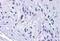 RIM antibody, MBS243425, MyBioSource, Immunohistochemistry paraffin image 