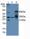 Transcription Factor A, Mitochondrial antibody, LS-C296733, Lifespan Biosciences, Western Blot image 