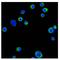 Integrin Subunit Beta 2 antibody, AM06337SU-N, Origene, Immunofluorescence image 