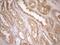 Colony Stimulating Factor 1 antibody, NBP2-46363, Novus Biologicals, Immunohistochemistry frozen image 