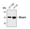 Serpin Family B Member 5 antibody, PA5-17161, Invitrogen Antibodies, Western Blot image 