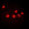 IKAROS Family Zinc Finger 1 antibody, orb340787, Biorbyt, Immunofluorescence image 