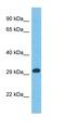 Interferon Induced Protein 35 antibody, orb327302, Biorbyt, Western Blot image 