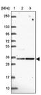Fructosamine 3 Kinase Related Protein antibody, NBP2-39063, Novus Biologicals, Western Blot image 