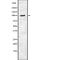 F4/80 antibody, abx215147, Abbexa, Western Blot image 