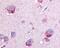 Glycogen Phosphorylase B antibody, 48-156, ProSci, Immunohistochemistry frozen image 