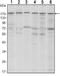 SET Domain Bifurcated Histone Lysine Methyltransferase 1 antibody, NBP1-51676, Novus Biologicals, Western Blot image 
